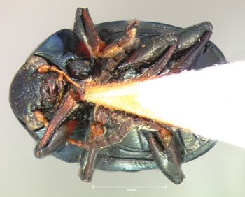 Media type: image; Entomology 17294   Aspect: habitus ventral view